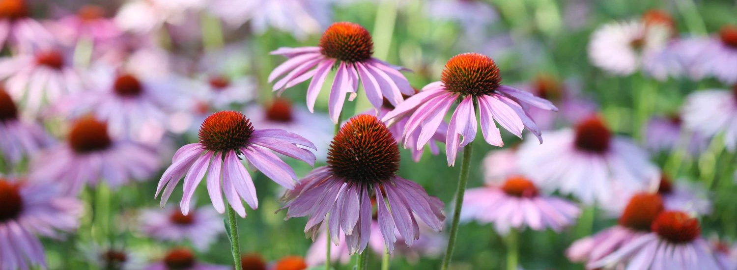 Sostenere il sistema immunitario con l’Echinacea